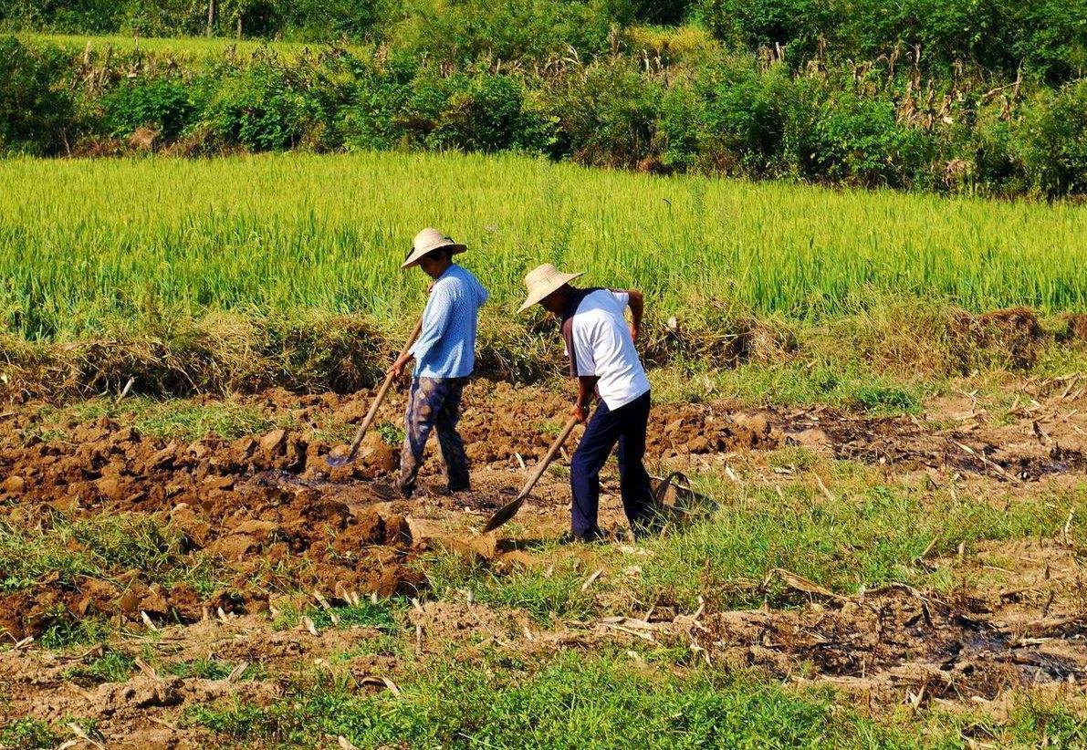 社会化肥农药不停涨价粮食却不见涨价农民种粮该怎么办