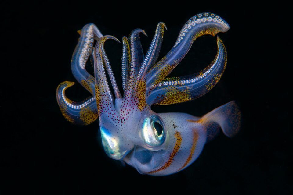 歷史上的吸血烏賊化石曝光 吸盤沒有牙齒 信息峰