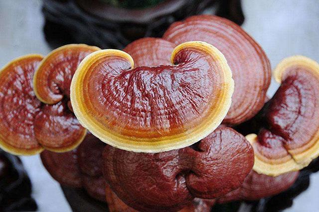 10味中药是中国人的"不老仙丹"! 让你永远不衰老