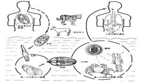 美味小龙虾当心肺吸虫