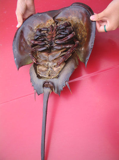 蓝色血液的动物叫什么名字 35598958388797963.jpg?id=0&from=export