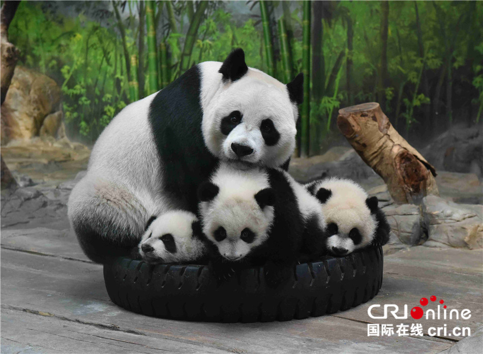 全球唯一大熊猫三胞胎迎来3周岁生日
