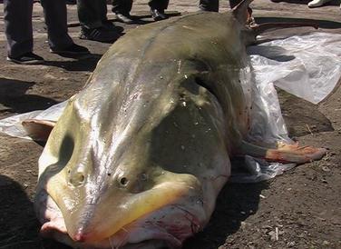 渔民捕获500斤重大鱼, 没想到如此珍贵, 益气补虚,利五脏