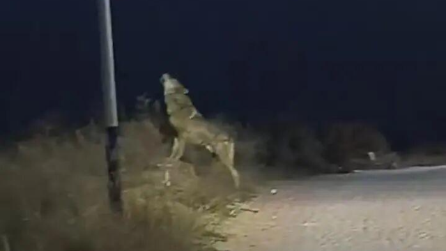 陕西一村民夜间发现“狼”在路边仰头嚎叫? 当地: 是隔壁镇8月份走失的狼犬