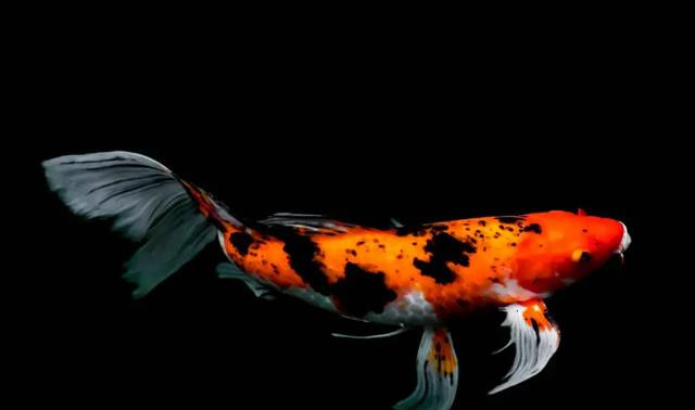 淡水魚在海中無法存活 那被黃河沖入海中的魚呢 它們怎麼辦 信息峰 淡水魚在海中無法存活 那被黃河沖入海中的魚呢 它們怎麼辦 信息峰