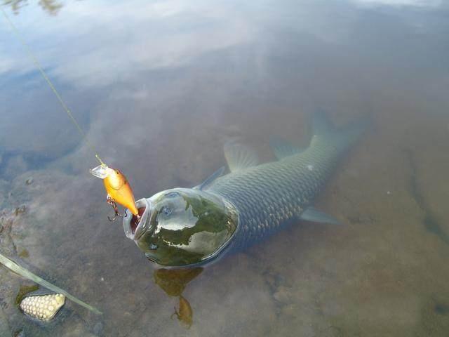 初春釣魚有三難三解, 知道這些讓你魚獲事半功倍