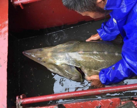 因為長江流域汙染嚴重,所以這麼大的魚實屬稀有,漁民立馬拍了照片詢問