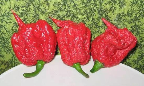 小哥挑战世界最辣辣椒, 估计这是他最后悔的事了