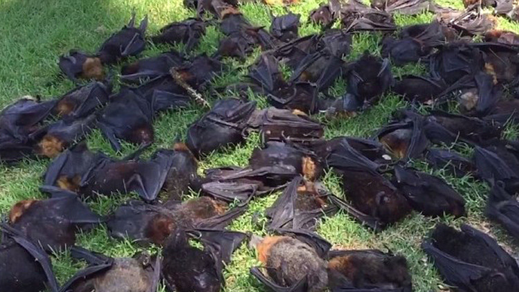 蝙蝠协调员亚拉·普雷斯兰表示,澳大利亚新南威尔士州近日气温突破