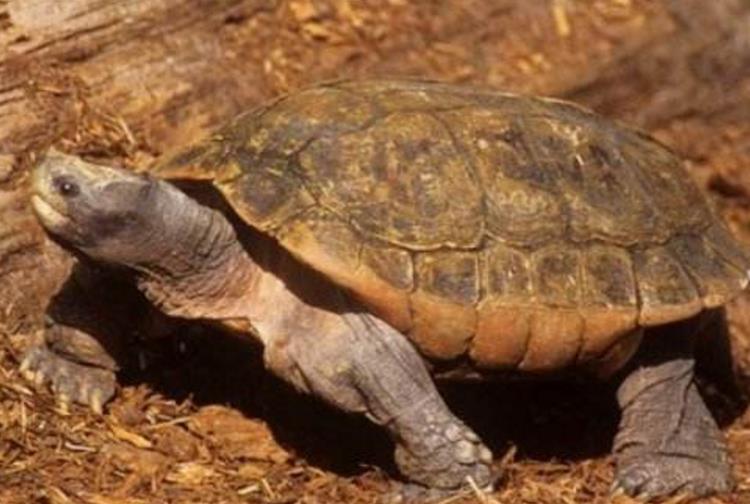 5种绝迹后再次出现的物种, 第4种为中国独有生物