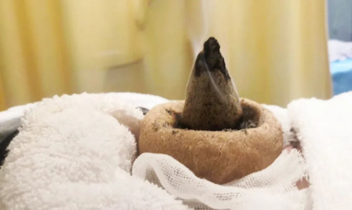 8厘米的附子饼.