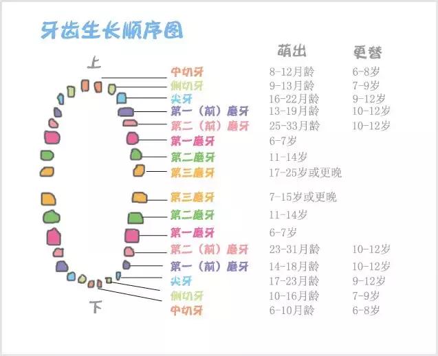 婴儿宝宝长牙的时间与规律