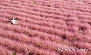 韓國忠南公州: 一見芒草便識秋 “粉色花海”又霸屏-圖5