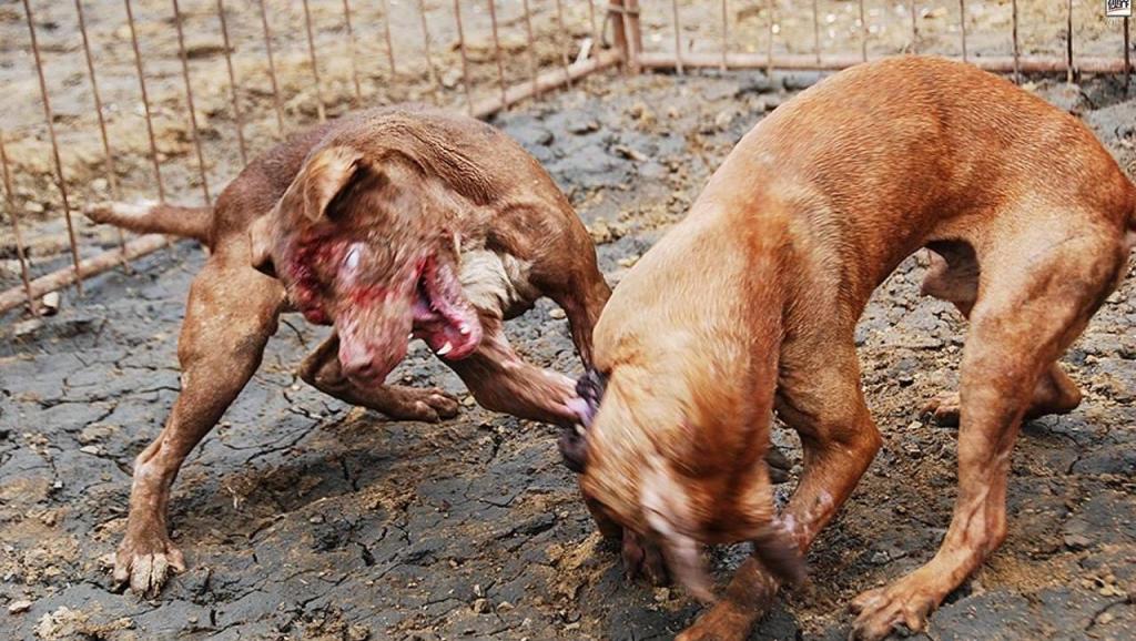 打开 打开 斗狗: 古竹山斗狗黑花豹vs藏獒红妞二 打开 古竹山斗狗