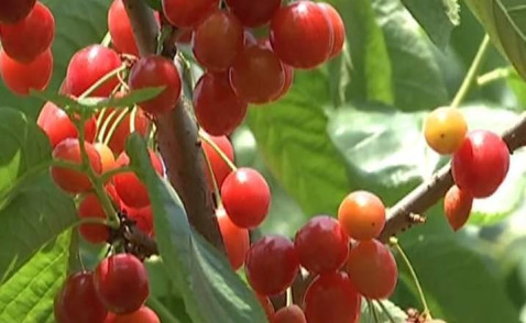 大方县猫场镇: 小樱桃带动大产业