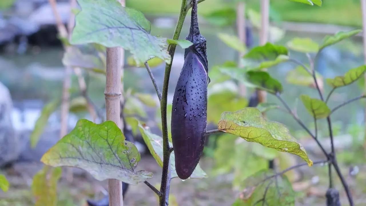 成都 | 为了给你们写这篇水上攻略, 我花了整整12个小时!