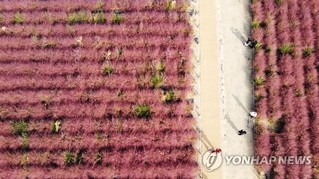 韓國忠南公州: 一見芒草便識秋 “粉色花海”又霸屏-圖6