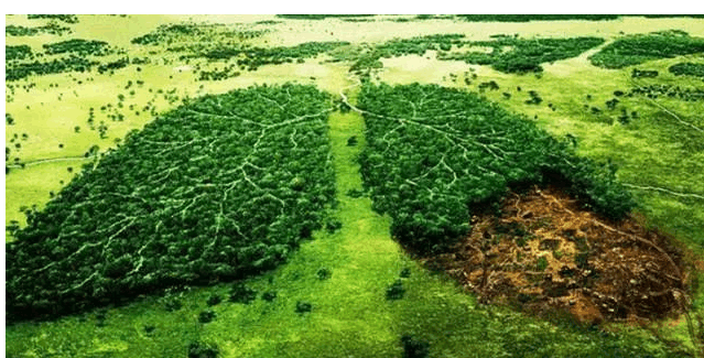 (6)一氧化碳,减低红细胞将氧输送到全身的能力.