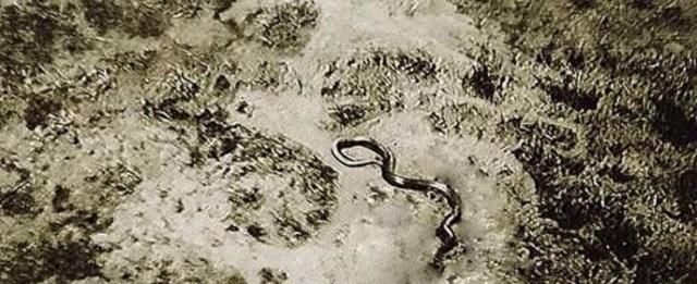 蛇能長多長? 二戰時, 英國飛行員拍到一條巨蟒, 現已成未解之謎-圖3