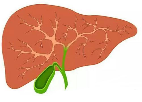 不起眼的“清道夫”清理你的肝脏, 排除肝毒更健康! 肝病不来找!