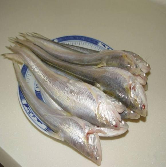 千岛湖出现刀鱼, 钓友说这是几千一斤的江刀