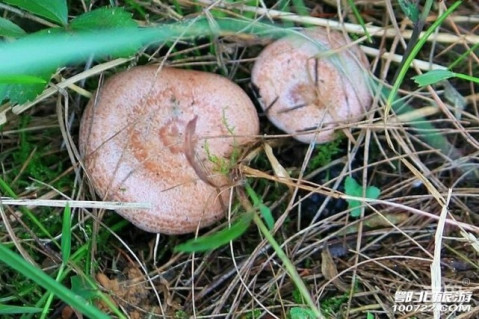 舌尖上的随州—"菌中之王"松菌