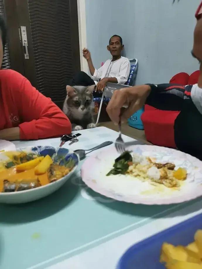 爷爷超级嫌弃猫总躲着它，结果一年后&hellip;猫：就没有我搞不定的！​​​