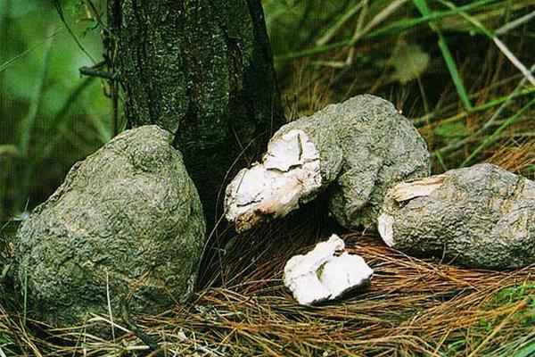 茯苓的功效及作用