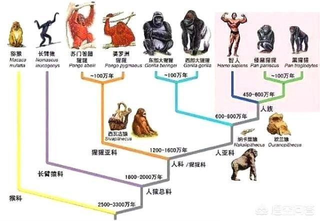 外星生物創造論 認為六百萬年前改造了人類 答案是不能排除 信息峰