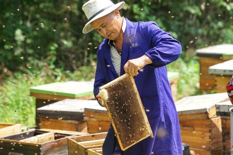 黑龙江畔养蜂人, 优质椴树蜜只卖十几元