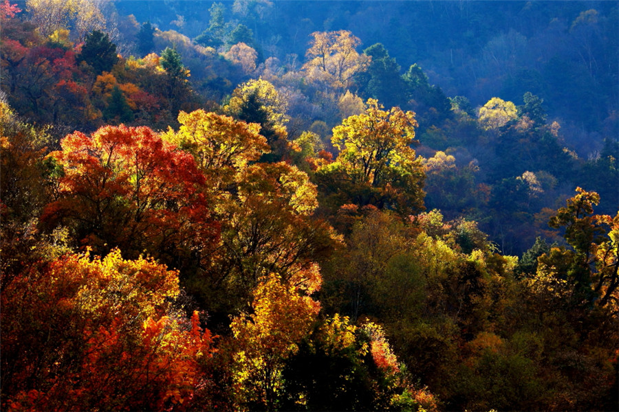 红叶观赏季来临 四川理县将举办米亚罗红叶温泉节
