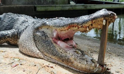 男子打死食人鳄 腹中竟残存朋友身体
