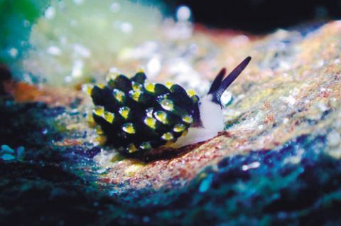 沈阳水下摄影师发现"黑色绵羊海兔"