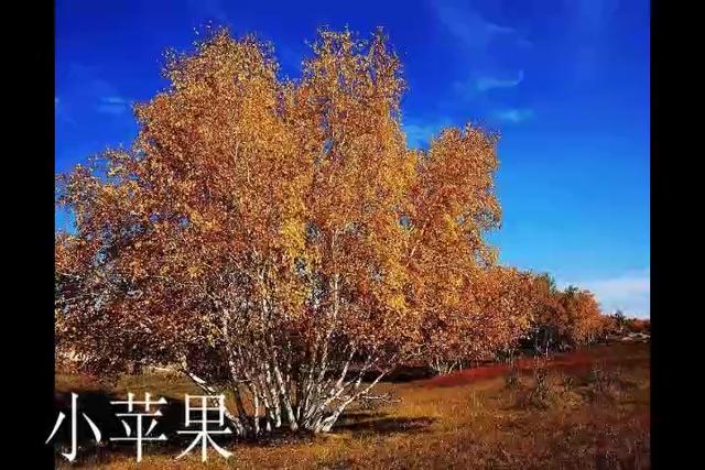 紫紫雨广场舞 忘不了曾经的你