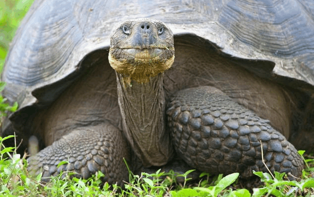 一个非常出名的传家宝,是一只活了几百年的大龟,是从他们祖上传下来的