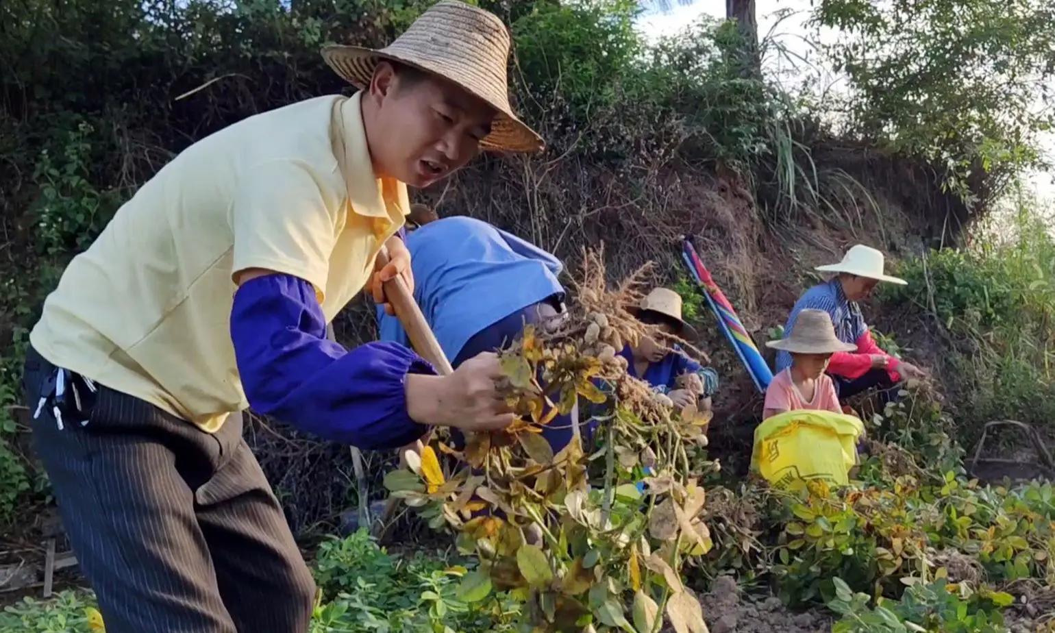村干部称捡的是剩花生，承包户：人比机器先到！损失过万