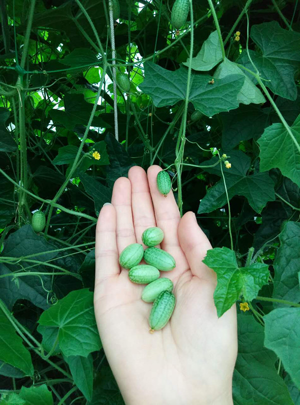 超萌的"拇指西瓜"熟了: 看起来是个迷你西瓜 其实是个黄瓜