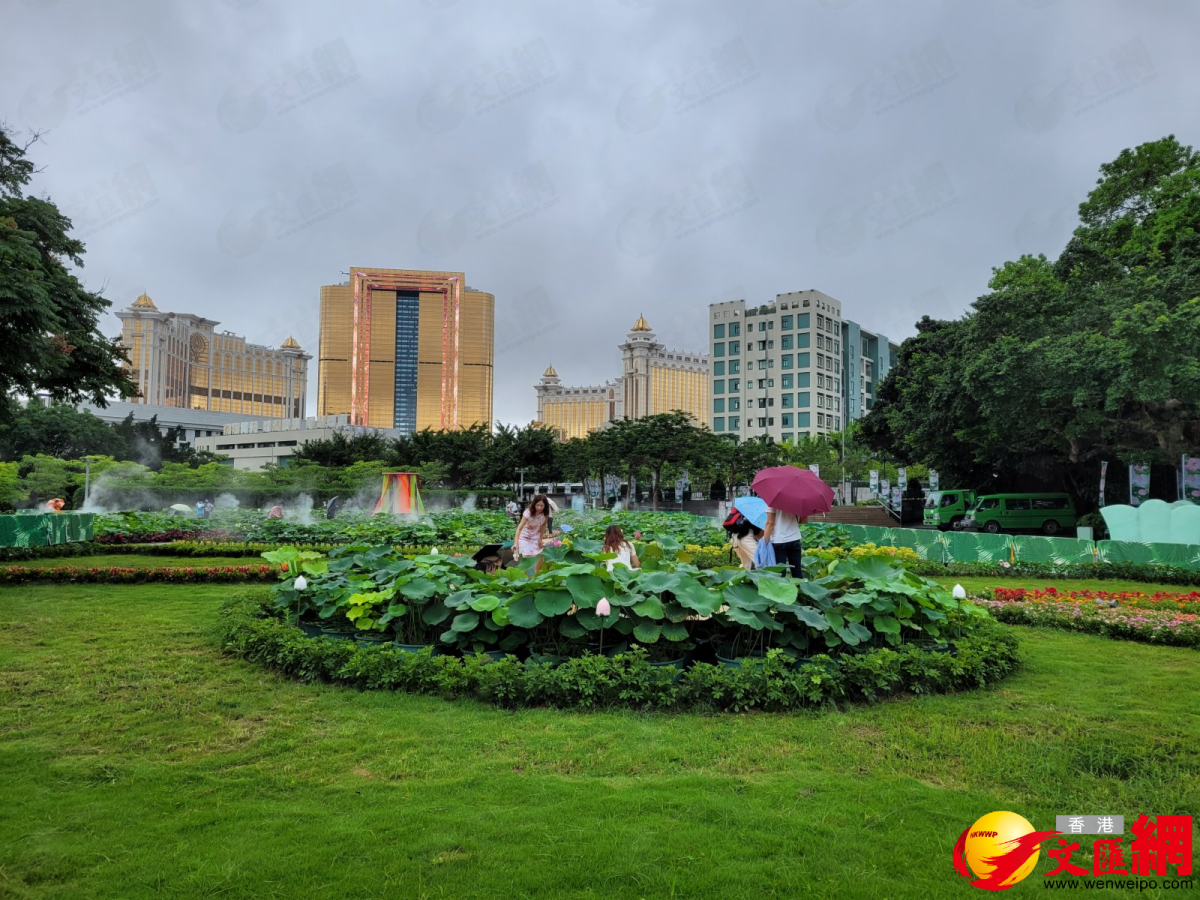 荷香樂滿城 第22屆澳門荷花節 再度啟幕 信息峰
