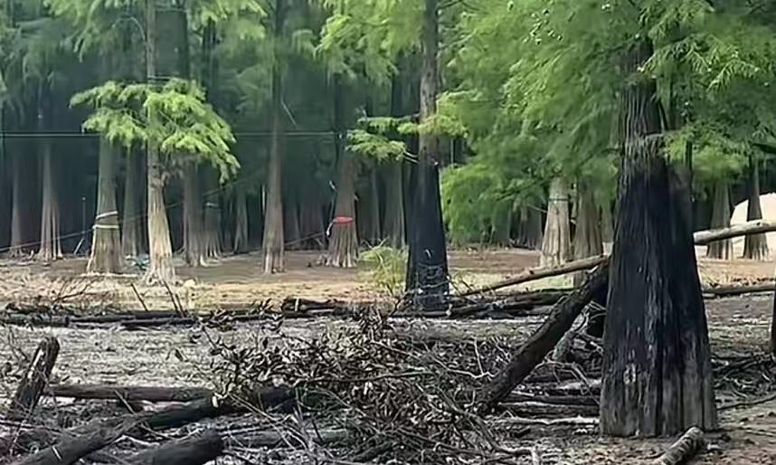 郭敬明剧组烧树？官方辟谣：竹炭粉造景，进林地拍戏要过3道关