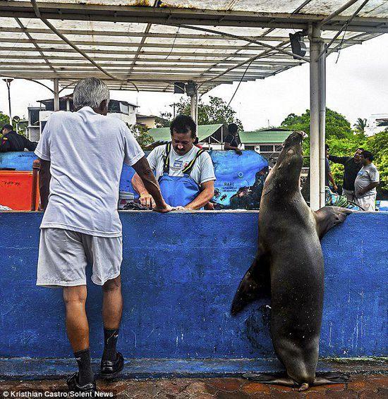 厄瓜多尔海狮成鱼摊“常客” 排队“买”金枪鱼!