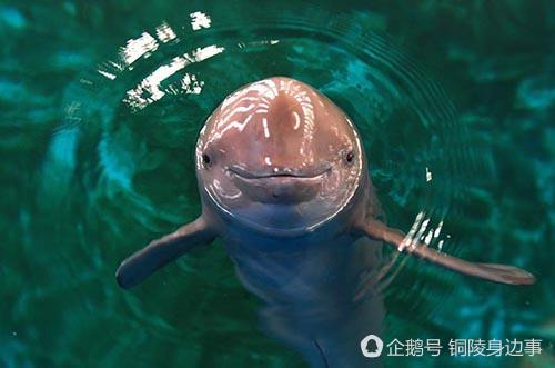 铜陵新出生江豚宝宝开始自主摄食 每餐吃三四条小鱼