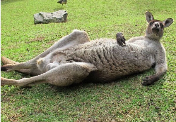 不詳),坦桑尼亞塞倫蓋蒂國家公園,一頭年輕公獅子趴在樹枝上睡著了