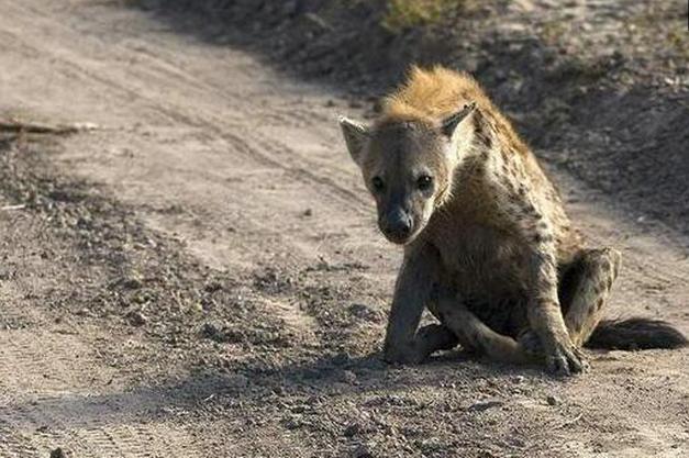 雄獅獵殺鬣狗, 雄獅走遠後鬣狗猛的站起 網友: 迴光返照?