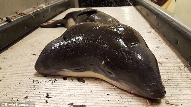 荷兰渔民捕获世界第一只连体双头鼠海豚