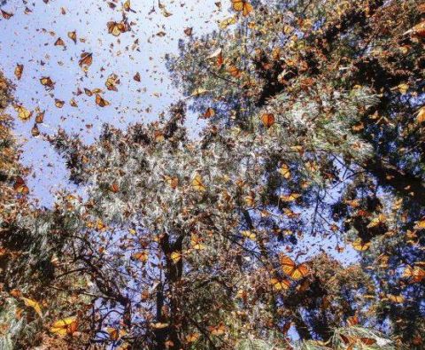墨西哥黑脉金斑蝴蝶群迁徙 场面壮观美出天际