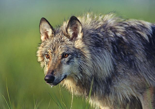 五种凶猛的肉食动物, 非洲二哥在它们面前瞬间弱爆了!