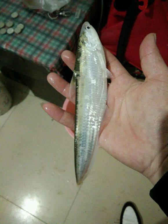 千岛湖出现刀鱼, 钓友说这是几千一斤的江刀