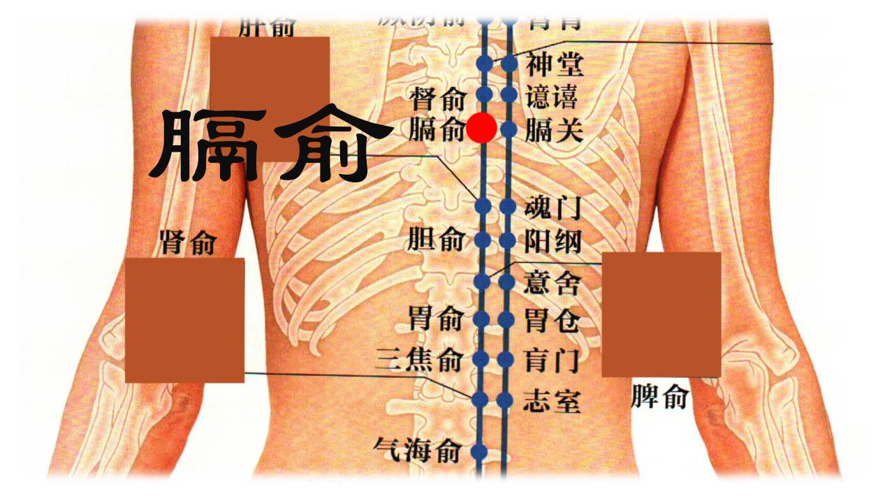 膈俞的准确位置图片图片