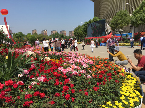 每一朵都在點頭微笑 第八屆南陽月季花會精彩綻放