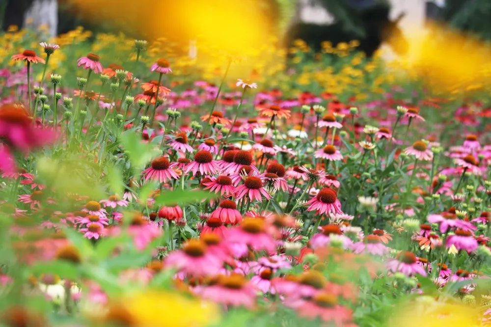 河南旅遊 綠博花訊 夏花爛漫正當時 信息峰